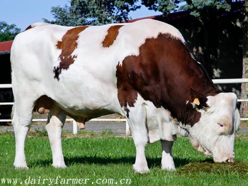 探秘蒙贝利亚牛：乳业宝藏的守护者