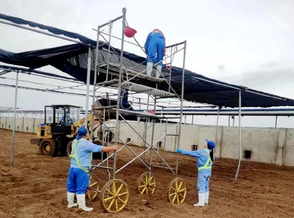 甘肃前进牧业石岗墩牧场搭建“凉棚”让奶牛舒适度夏