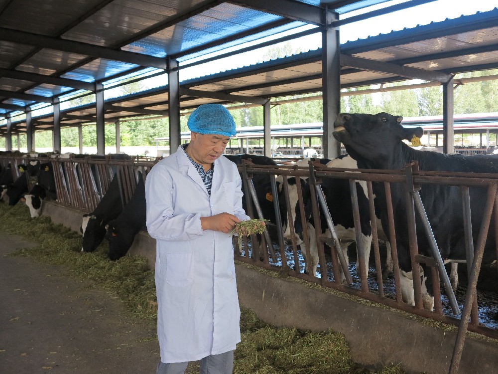 原奶质量守护者 ，玉米青贮护航队——前进牧业粗饲料部青贮收购工作纪实